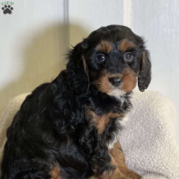 Kaleb, Cavapoo Puppy